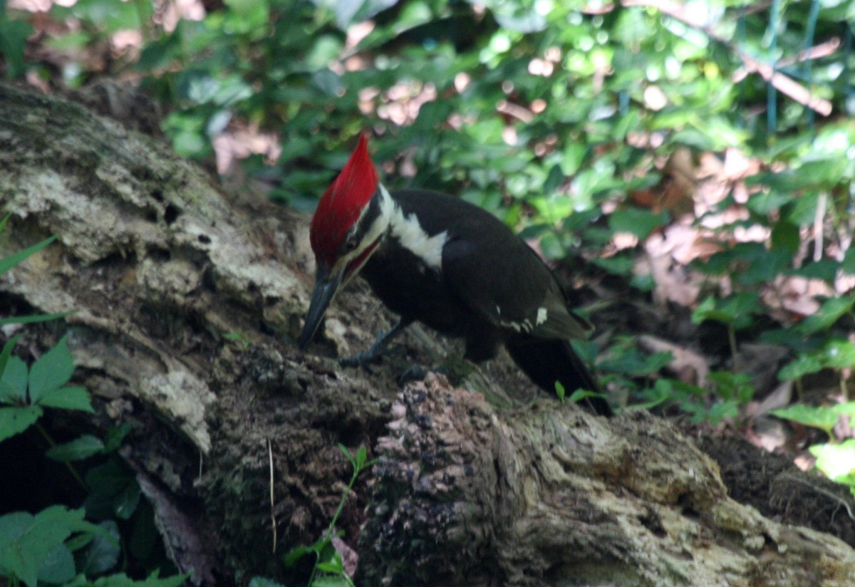 Pileated Woodpecker - ML456694511
