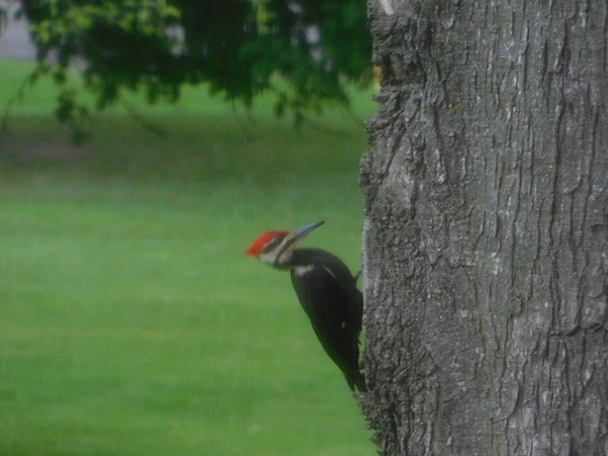 Pileated Woodpecker - Don Nussbaum