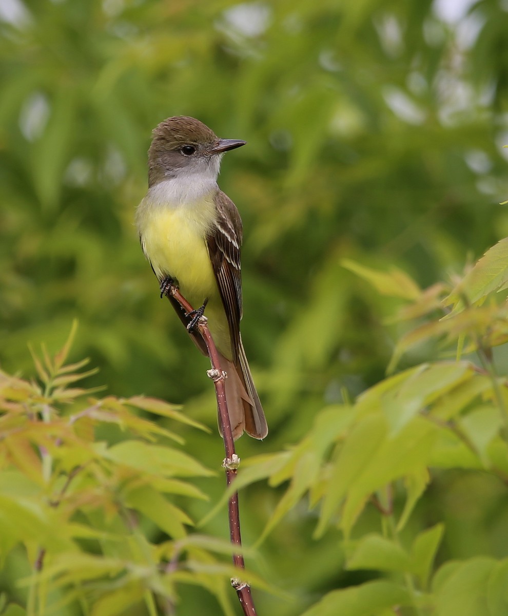 Great Crested Flycatcher - ML456706671