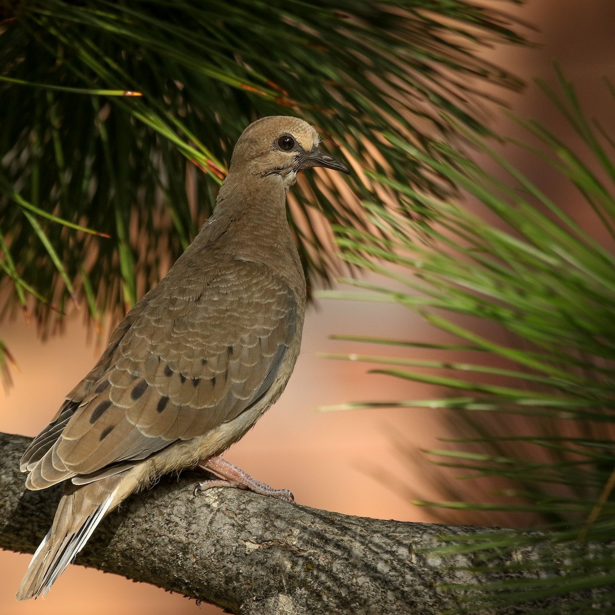 Mourning Dove - Chris Griffin