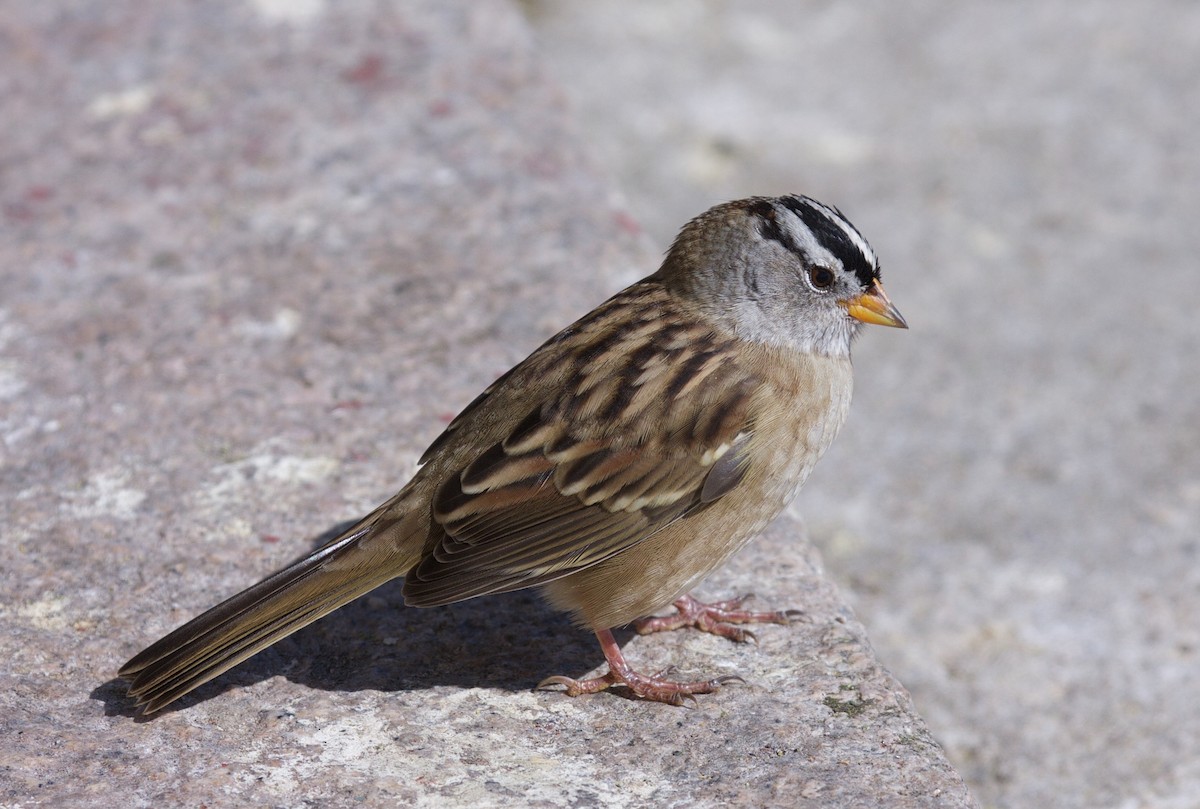White-crowned Sparrow - Matt Brady
