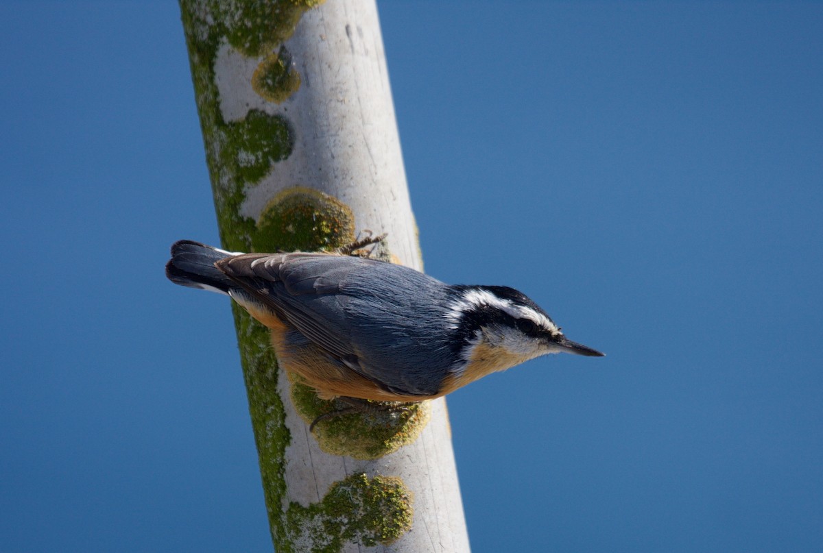 Red-breasted Nuthatch - ML45671791