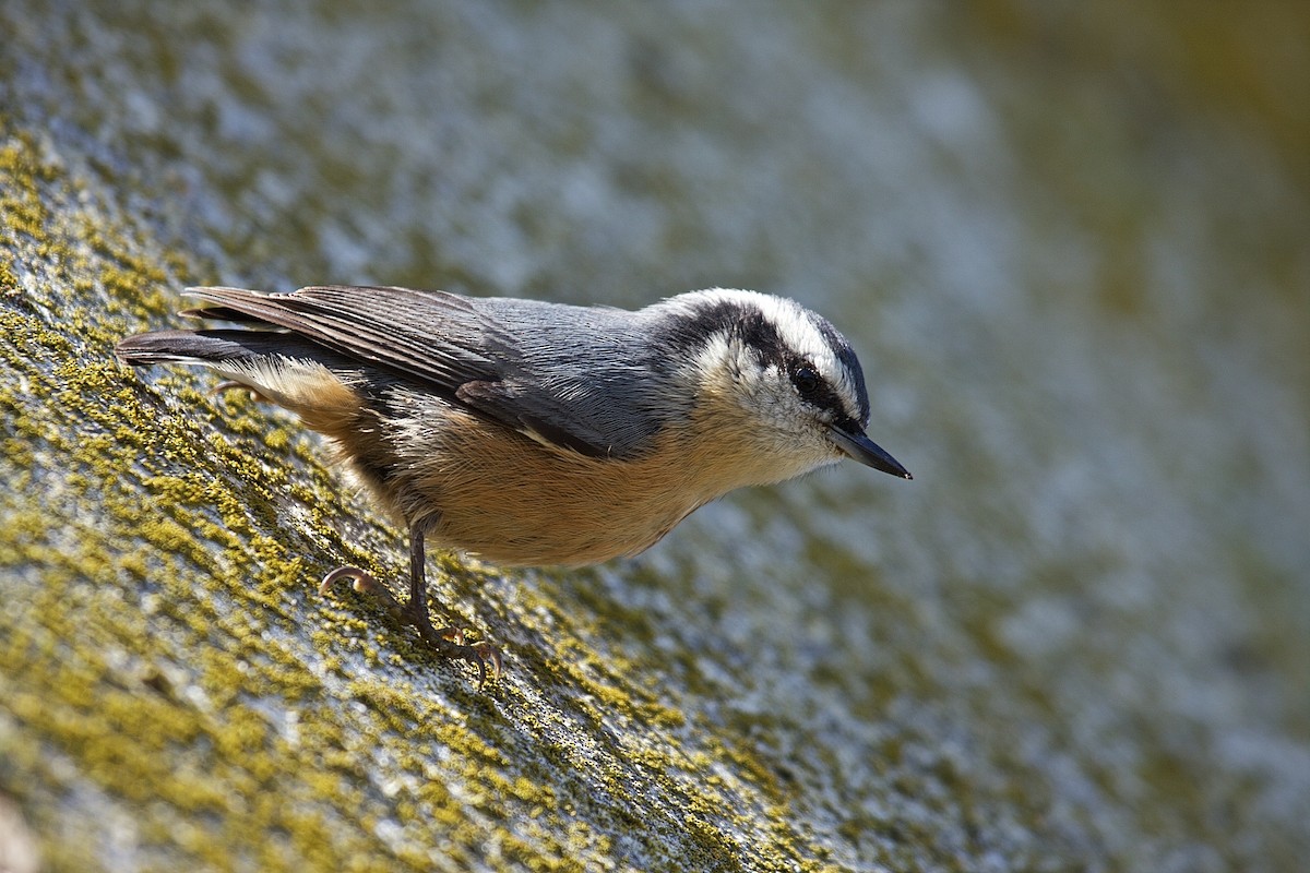 Red-breasted Nuthatch - ML45671831