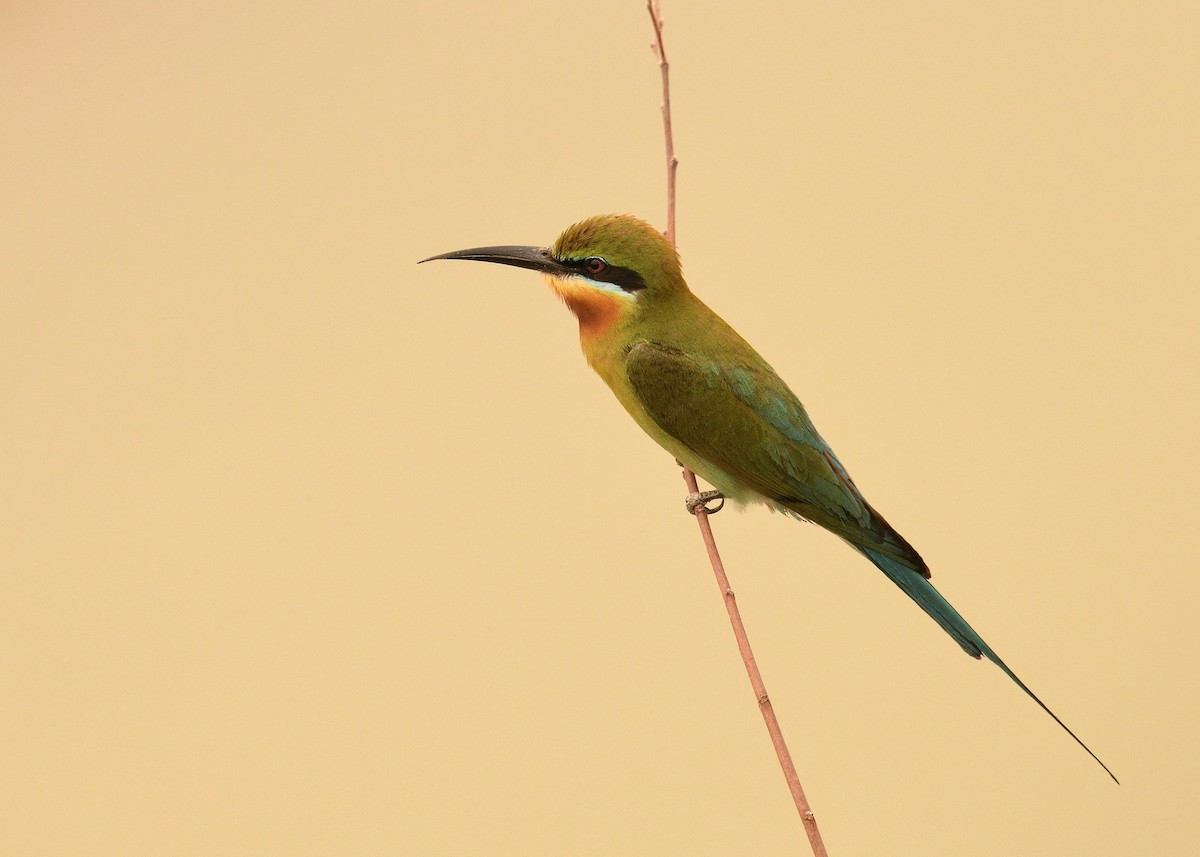 Blue-tailed Bee-eater - ML456725081