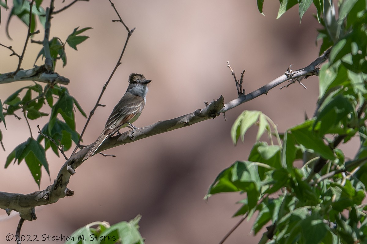 Ash-throated Flycatcher - Stephon Sterns