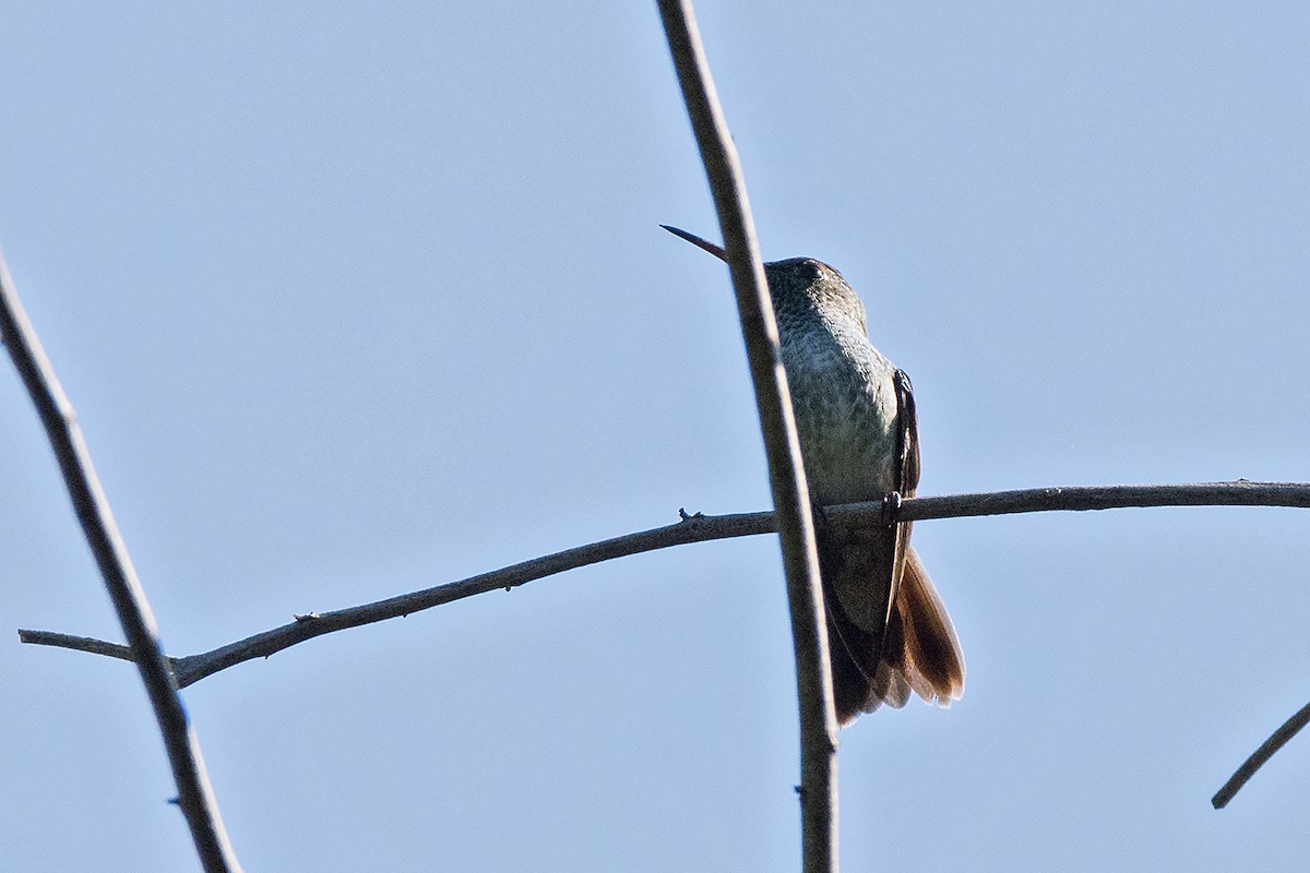 kolibřík nymfový - ML456731661