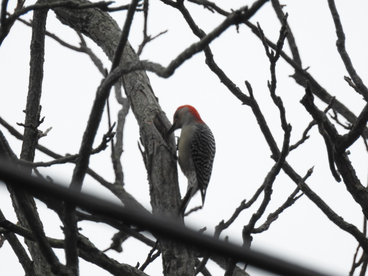 Red-bellied Woodpecker - ML45673241