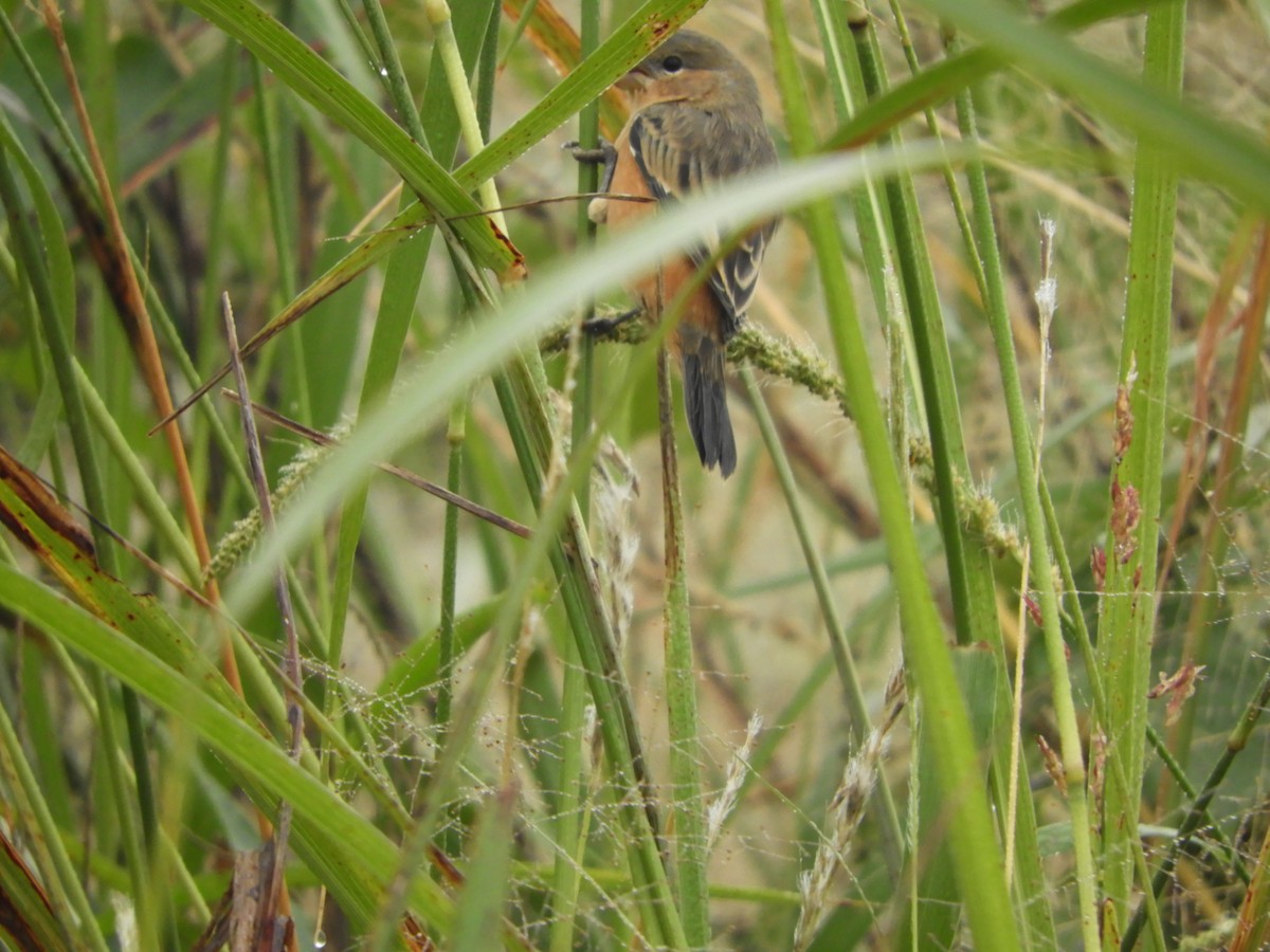Tawny-bellied Seedeater - Silvia Enggist
