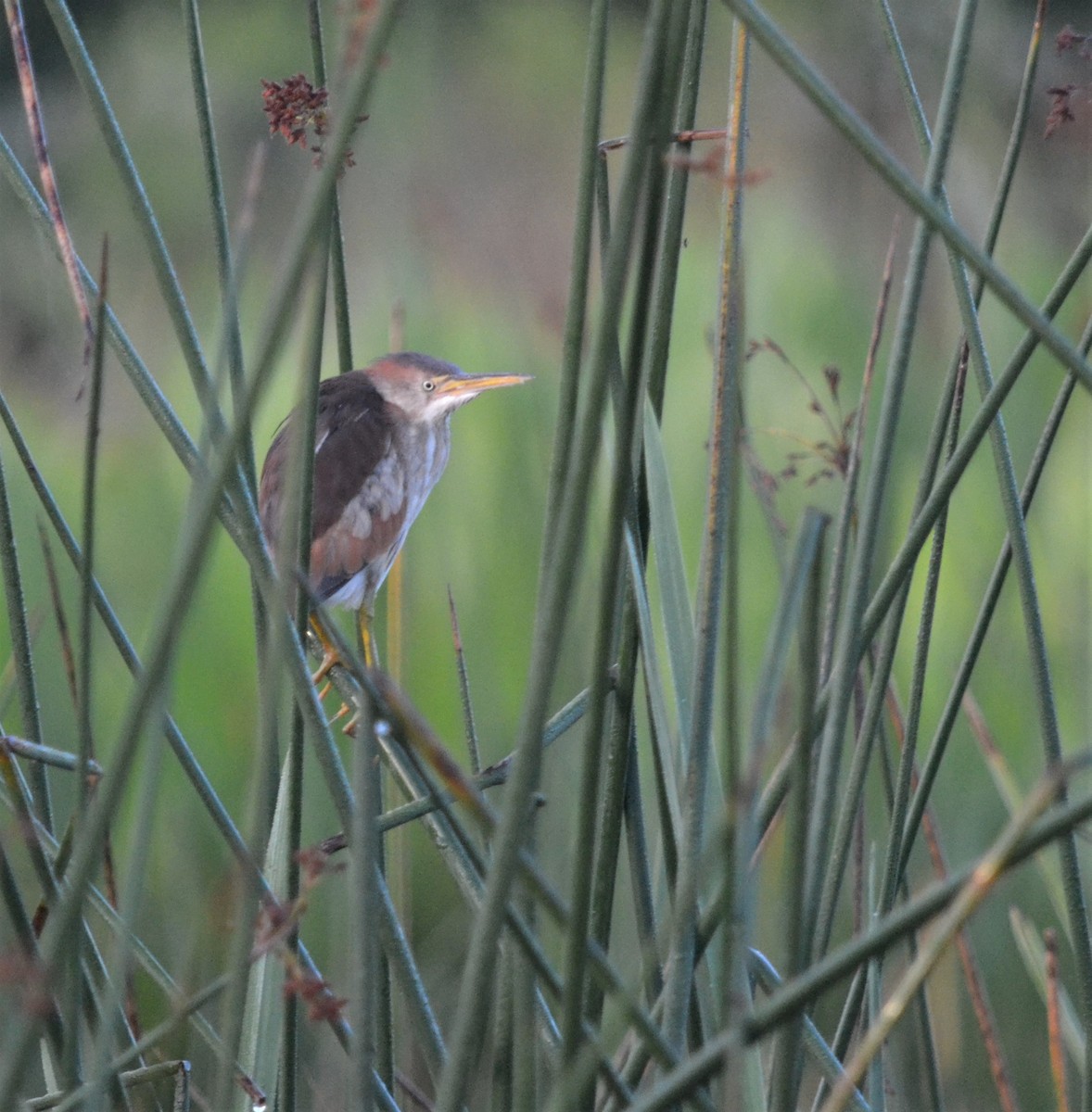 eBird Checklist - 5 Jun 2022 - Masters Tract Stormwater Treatment - 36 ...