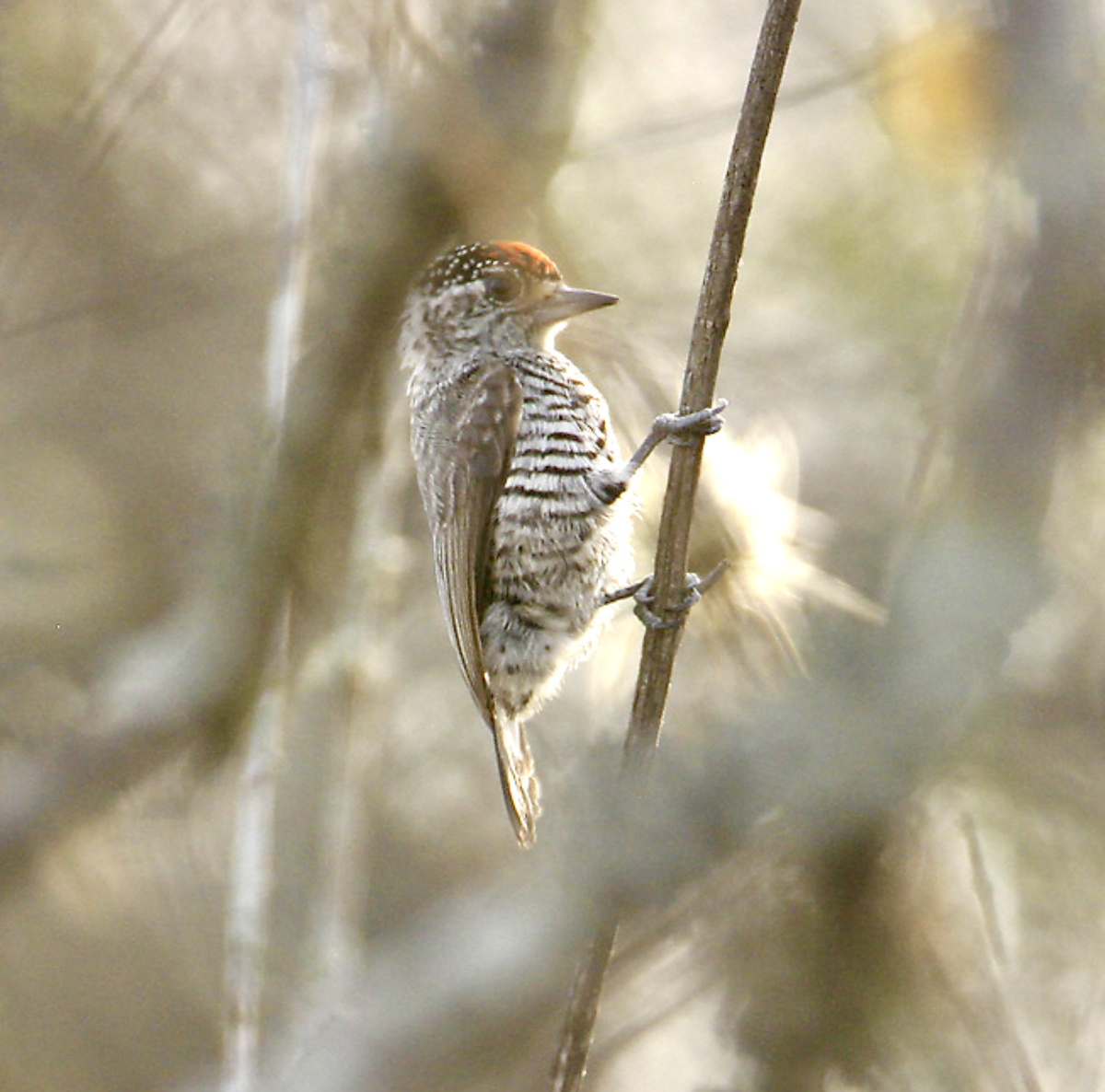 White-barred Piculet - ML456747101