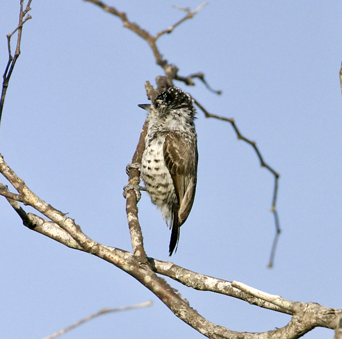 White-barred Piculet - ML456747111