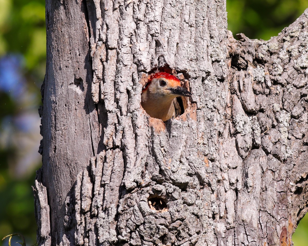 Red-bellied Woodpecker - ML456749901