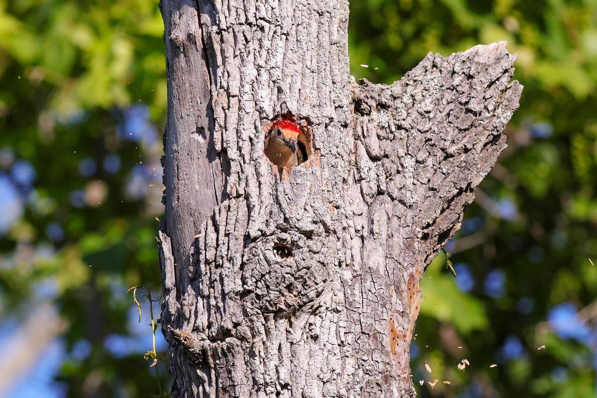 Red-bellied Woodpecker - ML456750311