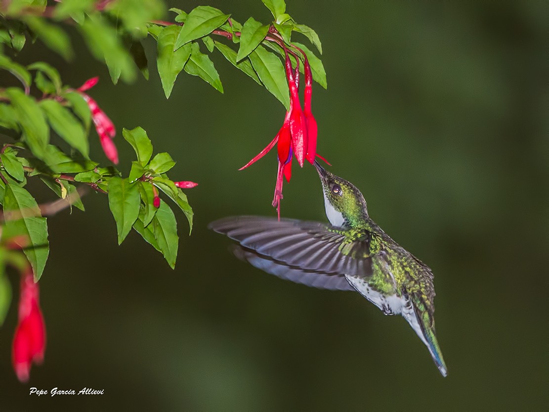 White-throated Hummingbird - ML45675091