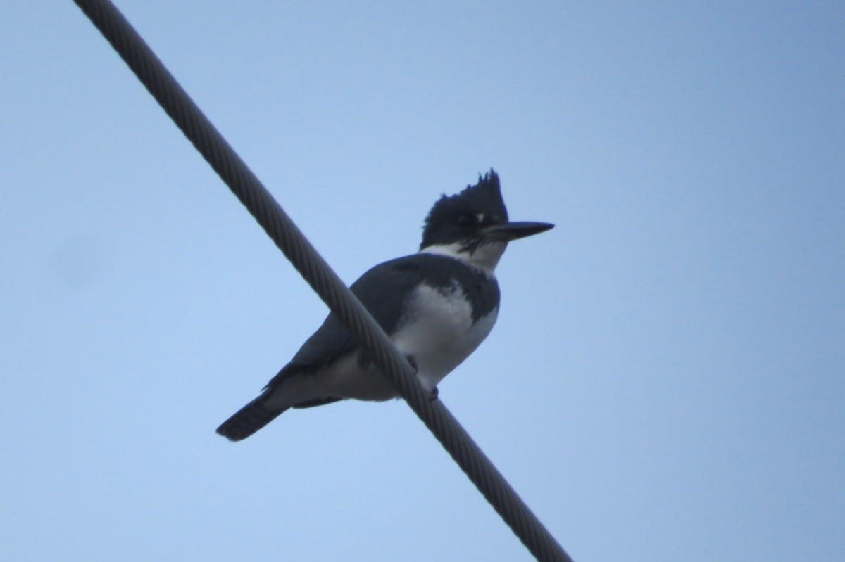 Belted Kingfisher - Peter Gagarin