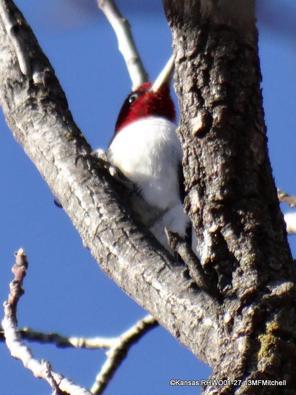 Red-headed Woodpecker - Marnie Mitchell