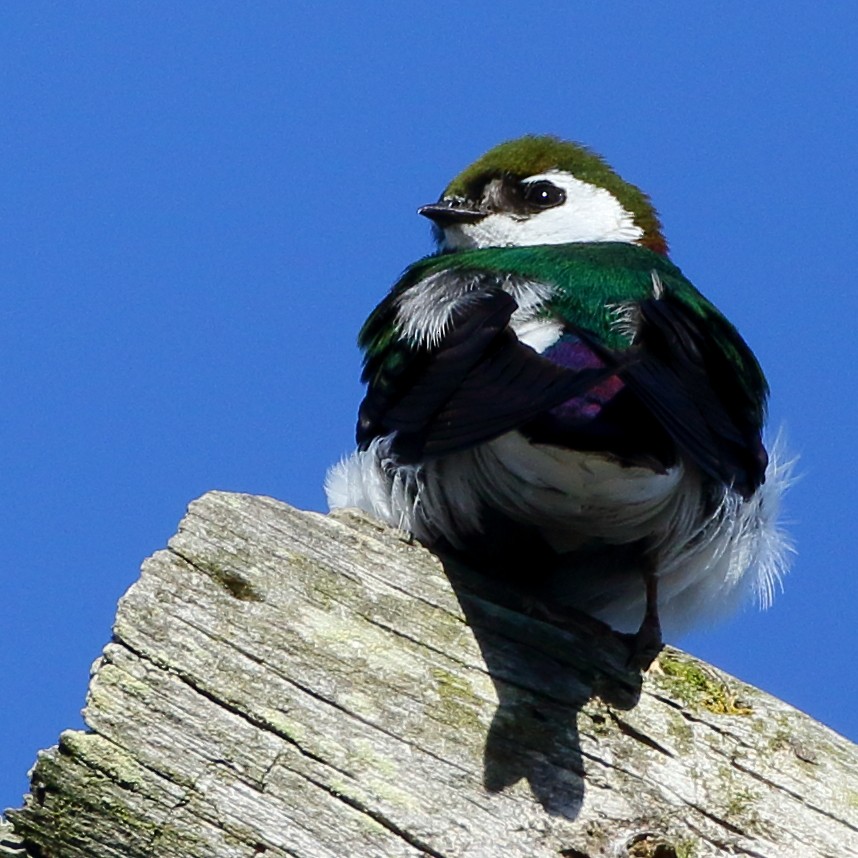 Violet-green Swallow - ML456753341