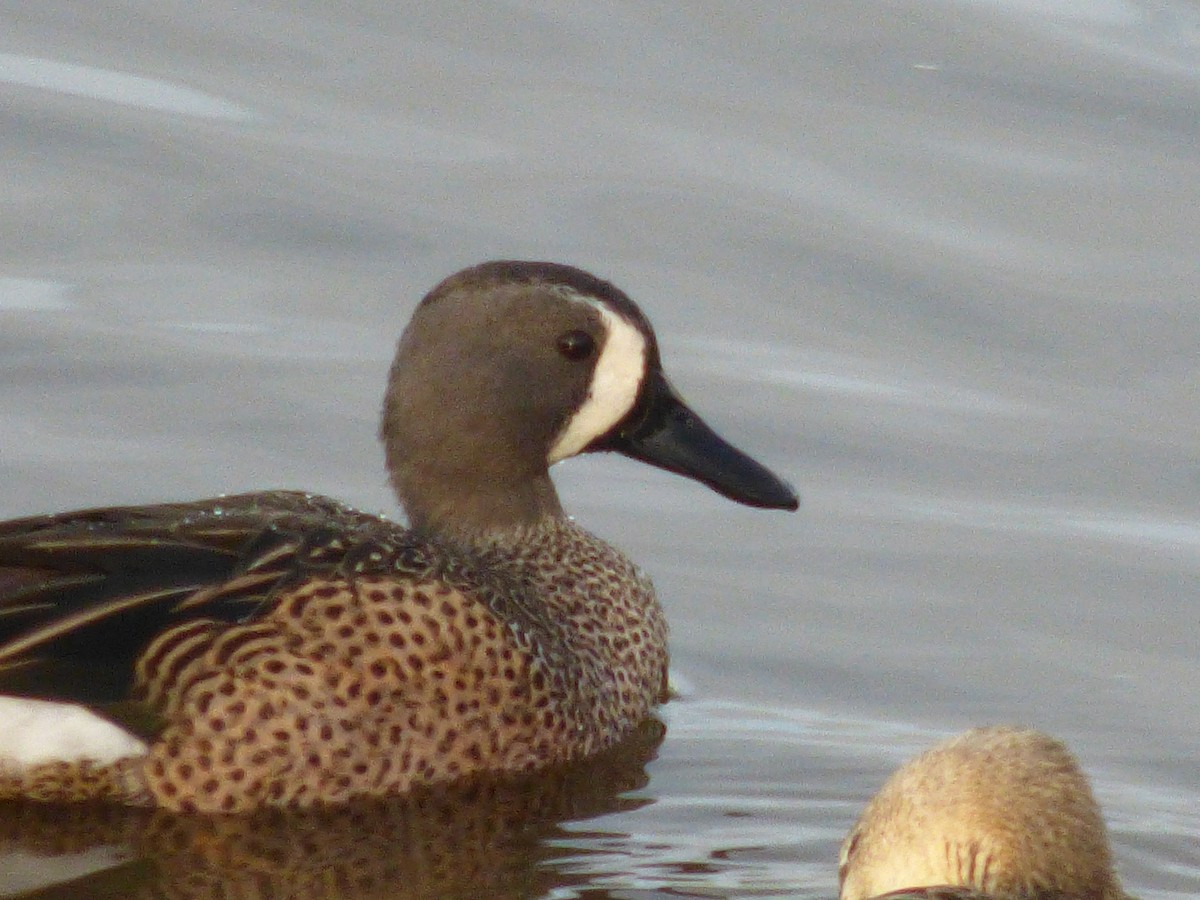Blue-winged Teal - ML45675431