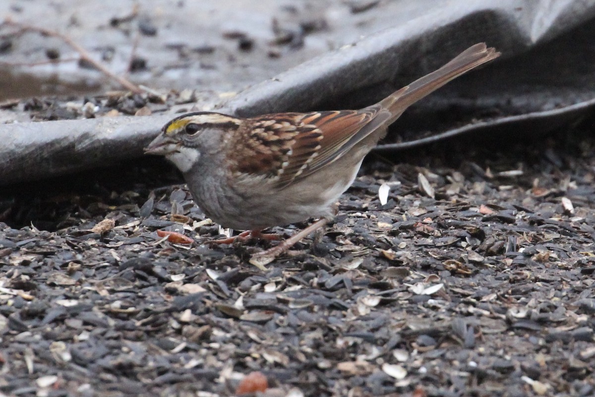 White-throated Sparrow - ML45675761