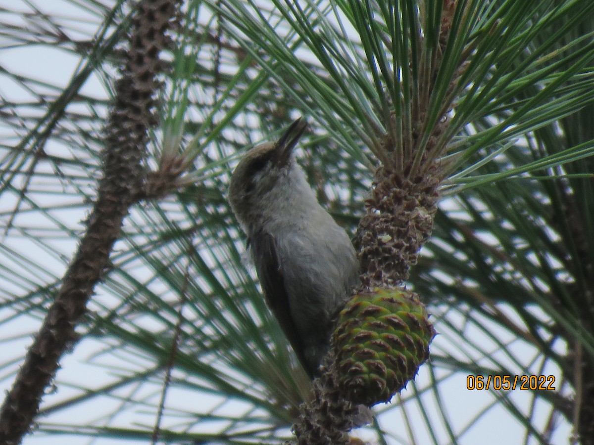 Brown-headed Nuthatch - ML456764101