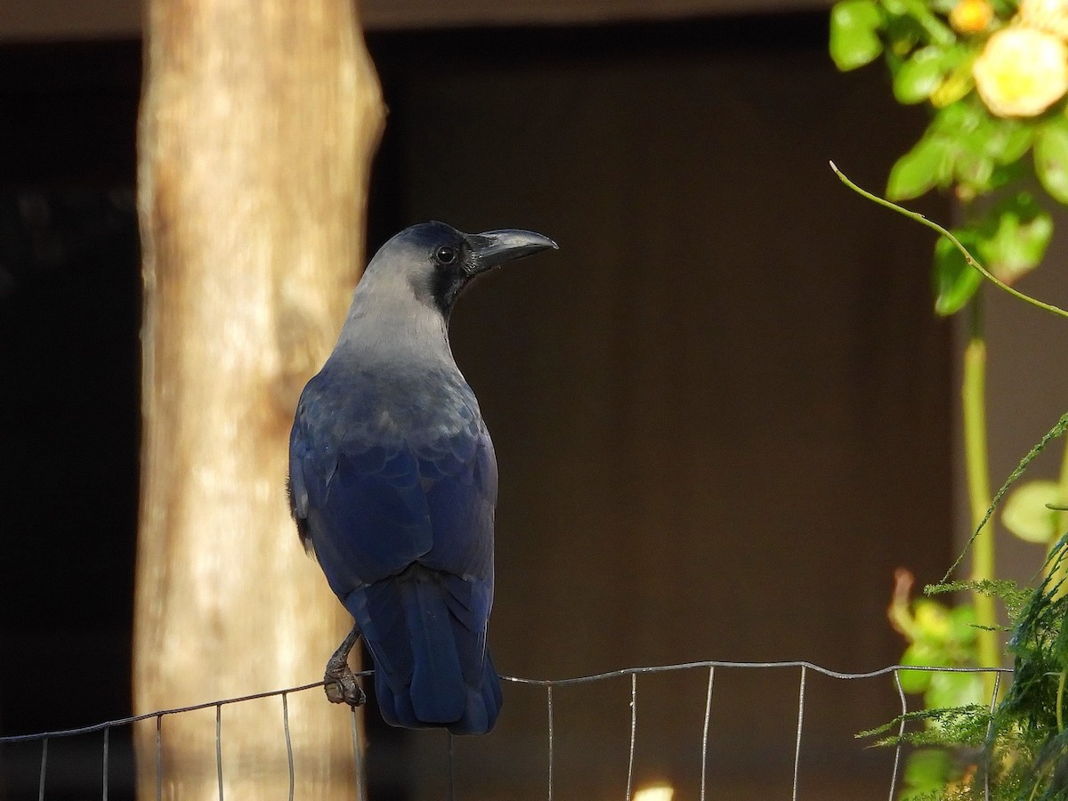 House Crow - Birdwatching Punta del Este