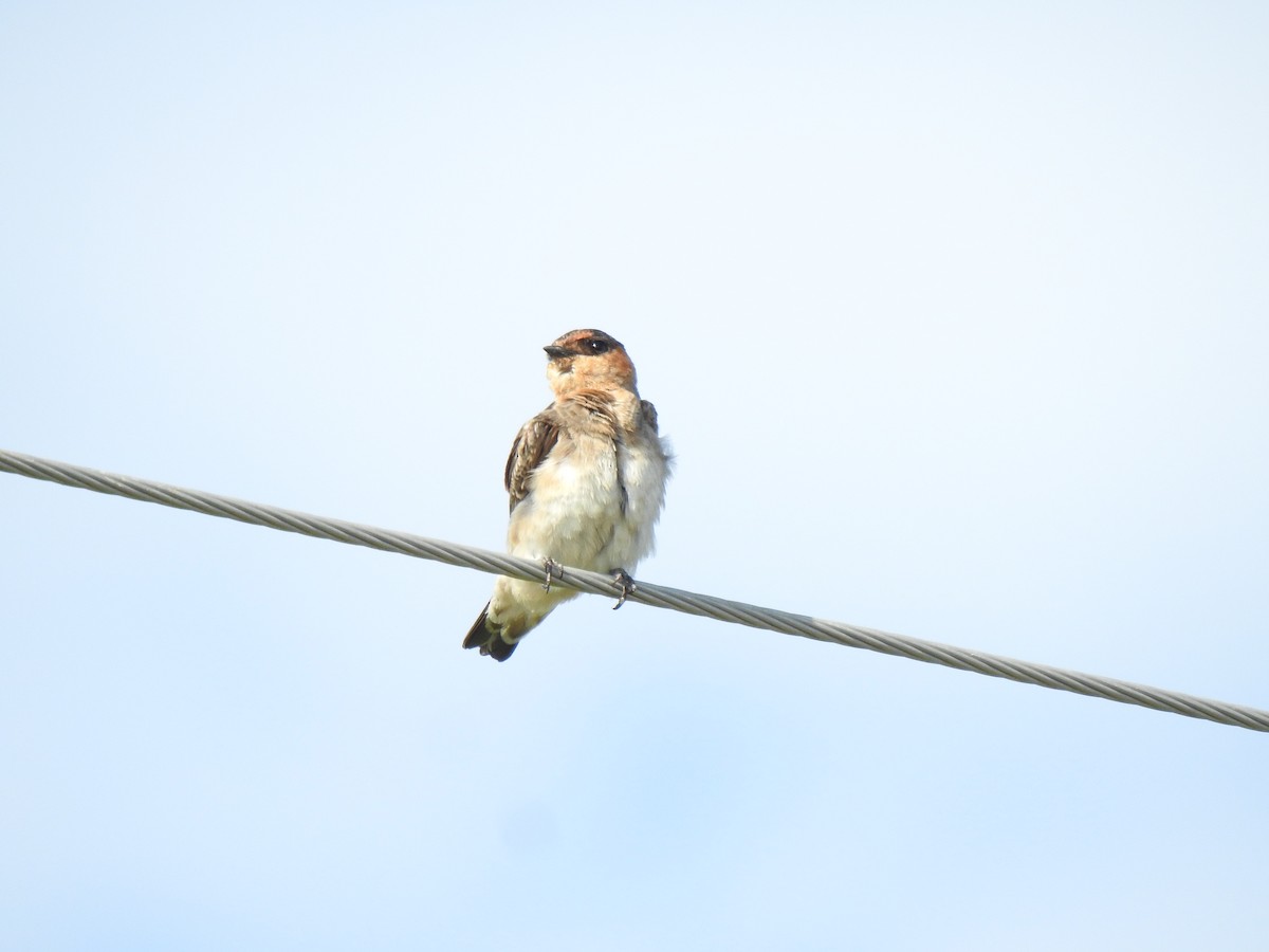 Cave Swallow - ML456767071
