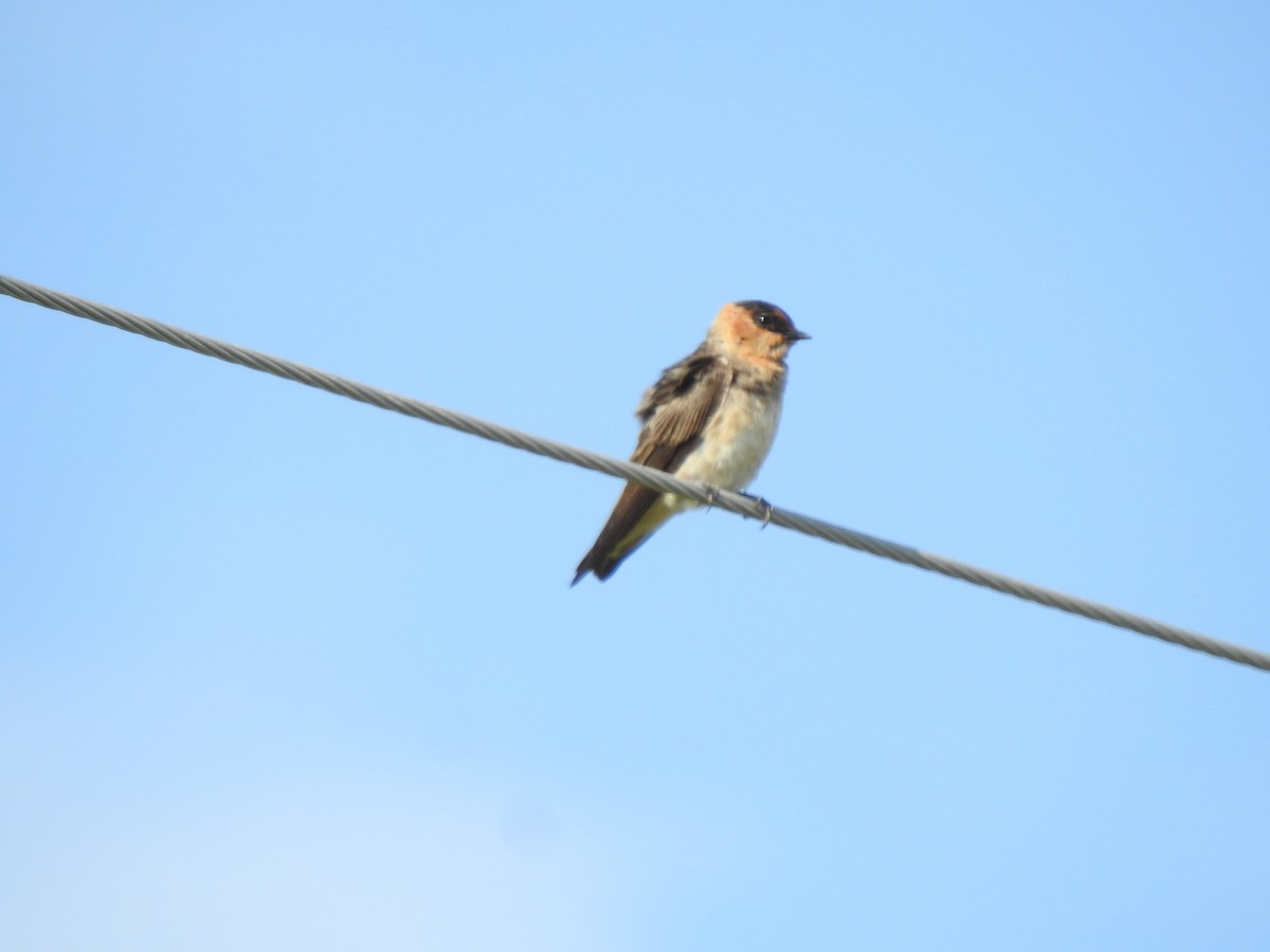 Cave Swallow - ML456767211