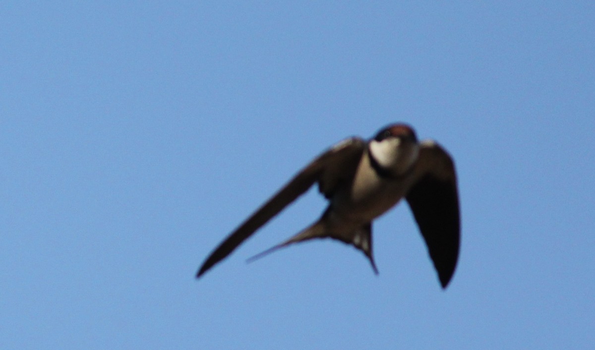 White-throated Swallow - Hendrik Swanepoel