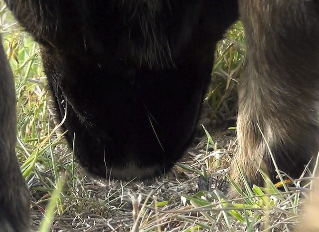 Dog investigating nestlings. - Short-clawed Lark - 