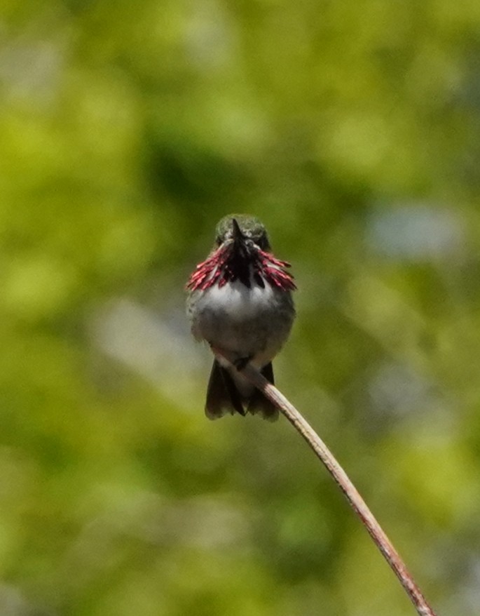 Calliope Hummingbird - ML456772631