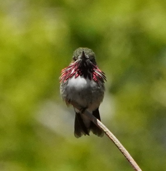 Calliope Hummingbird - ML456772731