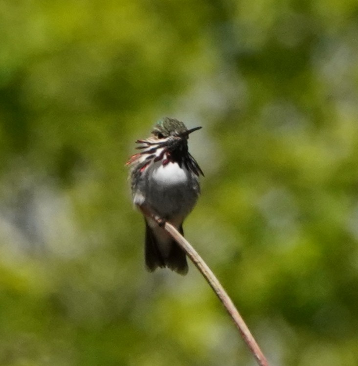 Calliope Hummingbird - ML456772741