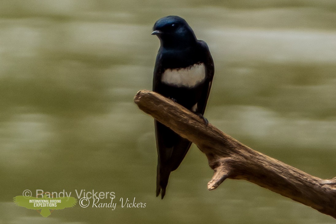 White-banded Swallow - ML456779311