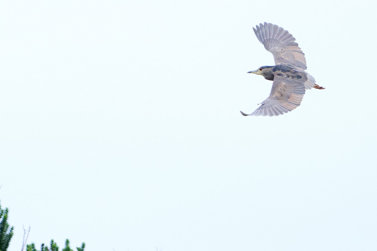 Black-crowned Night Heron - Martjan Lammertink