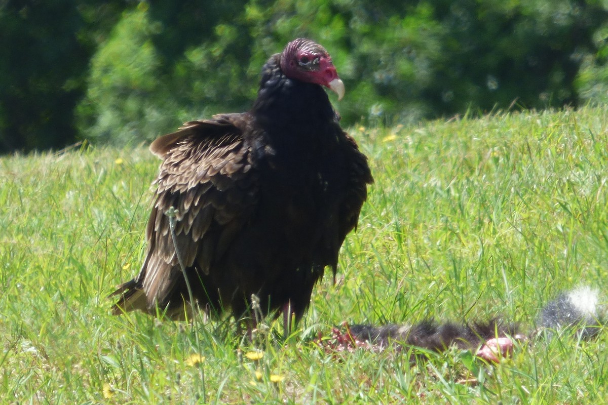 Turkey Vulture - John Coran