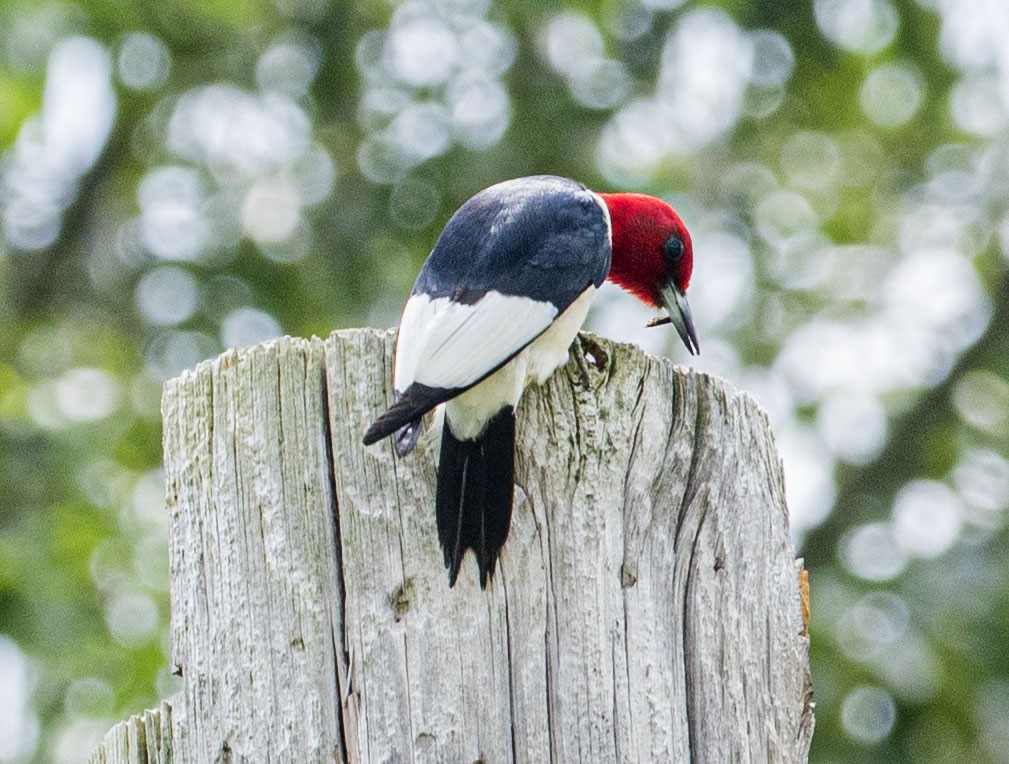 Red-headed Woodpecker - ML456781921