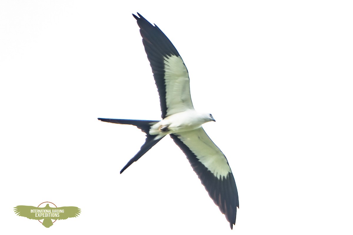 Swallow-tailed Kite - ML456782771