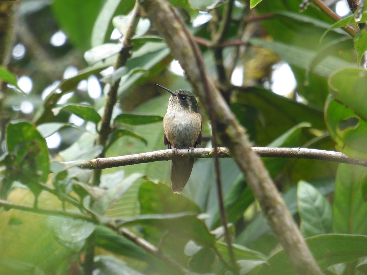 Speckled Hummingbird - Diego Rocha Lopez