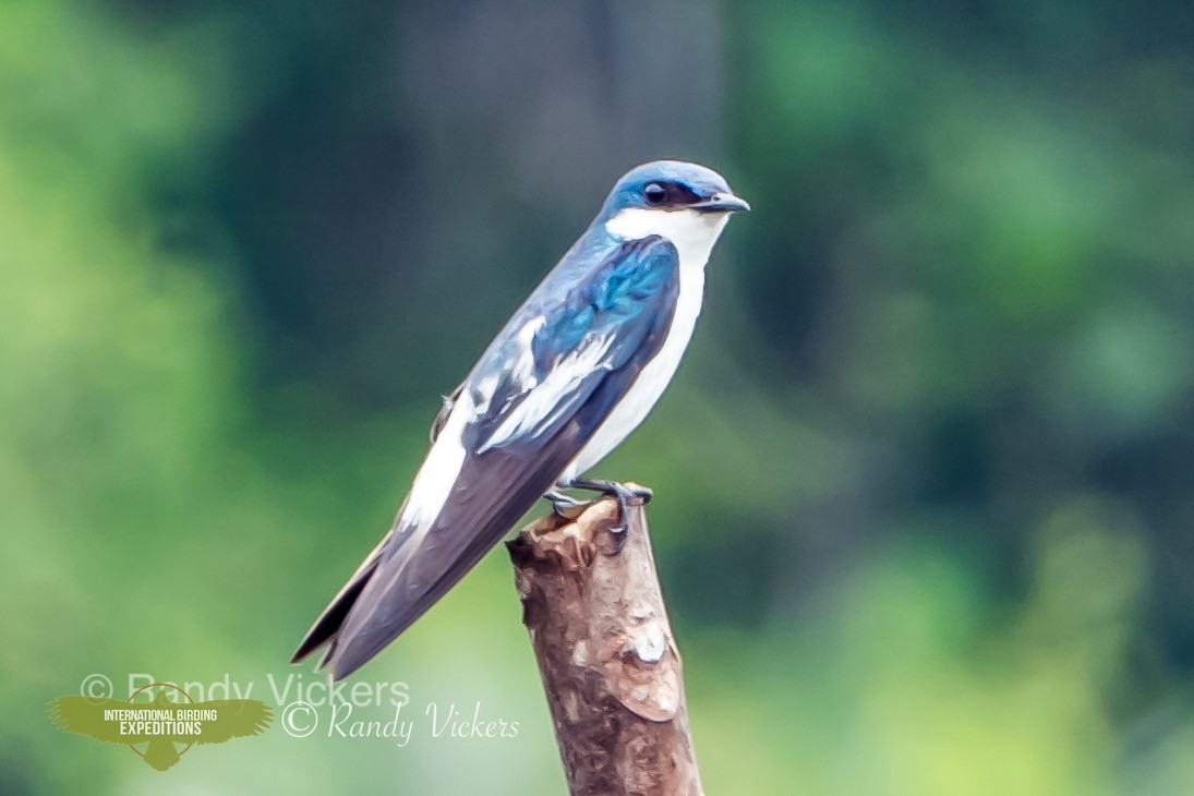 White-winged Swallow - ML456784121