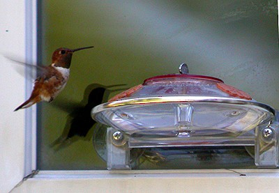 Rufous Hummingbird - Joshua Uffman