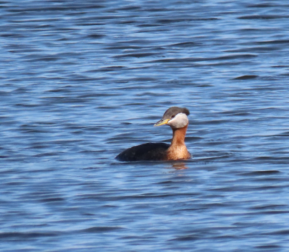 Red-necked Grebe - ML456784301