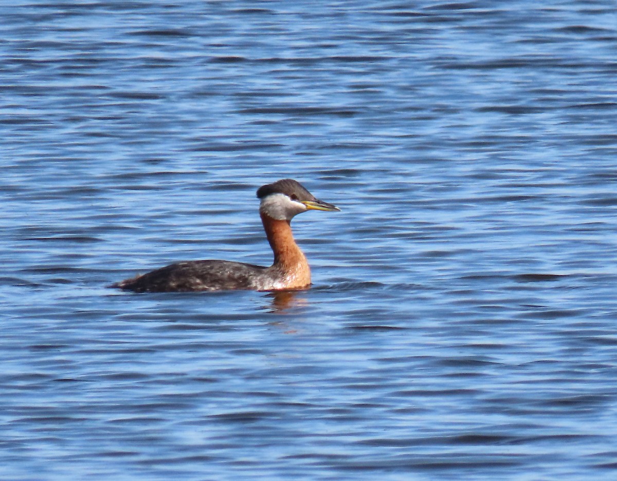 Red-necked Grebe - ML456784361