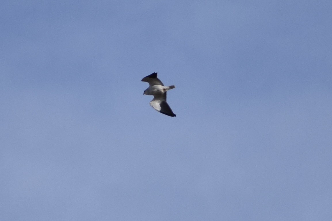 Black-winged Kite - Jacob Henry