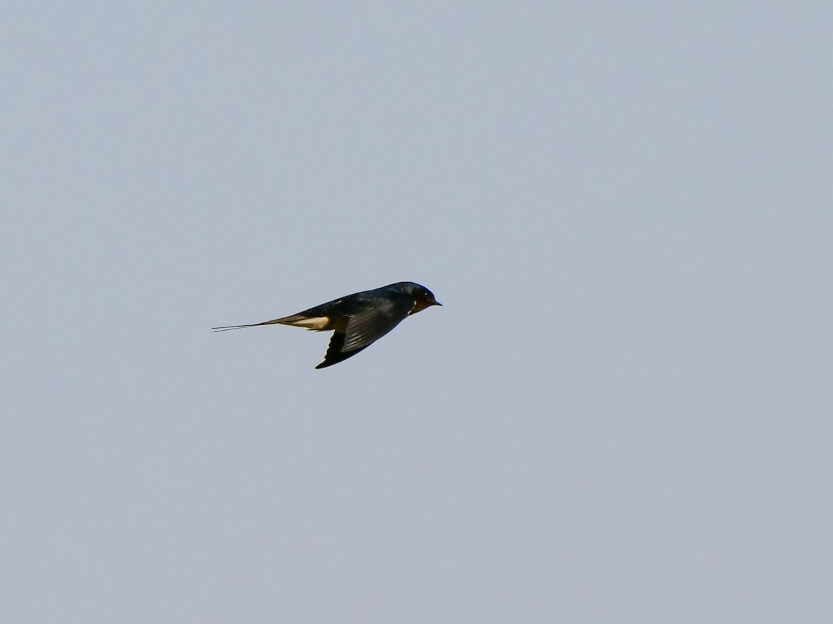 Barn Swallow (Levant) - ML456790131