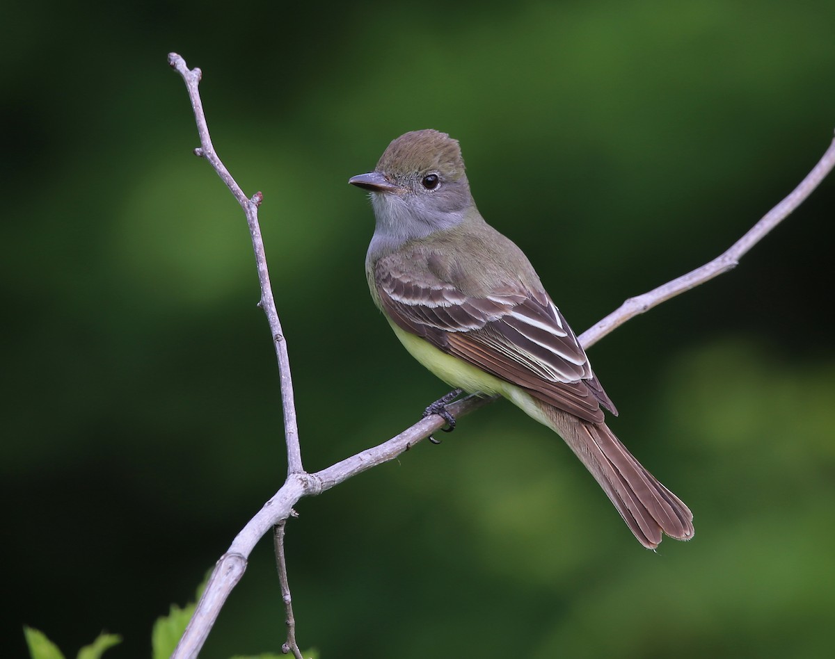 Great Crested Flycatcher - ML456792011