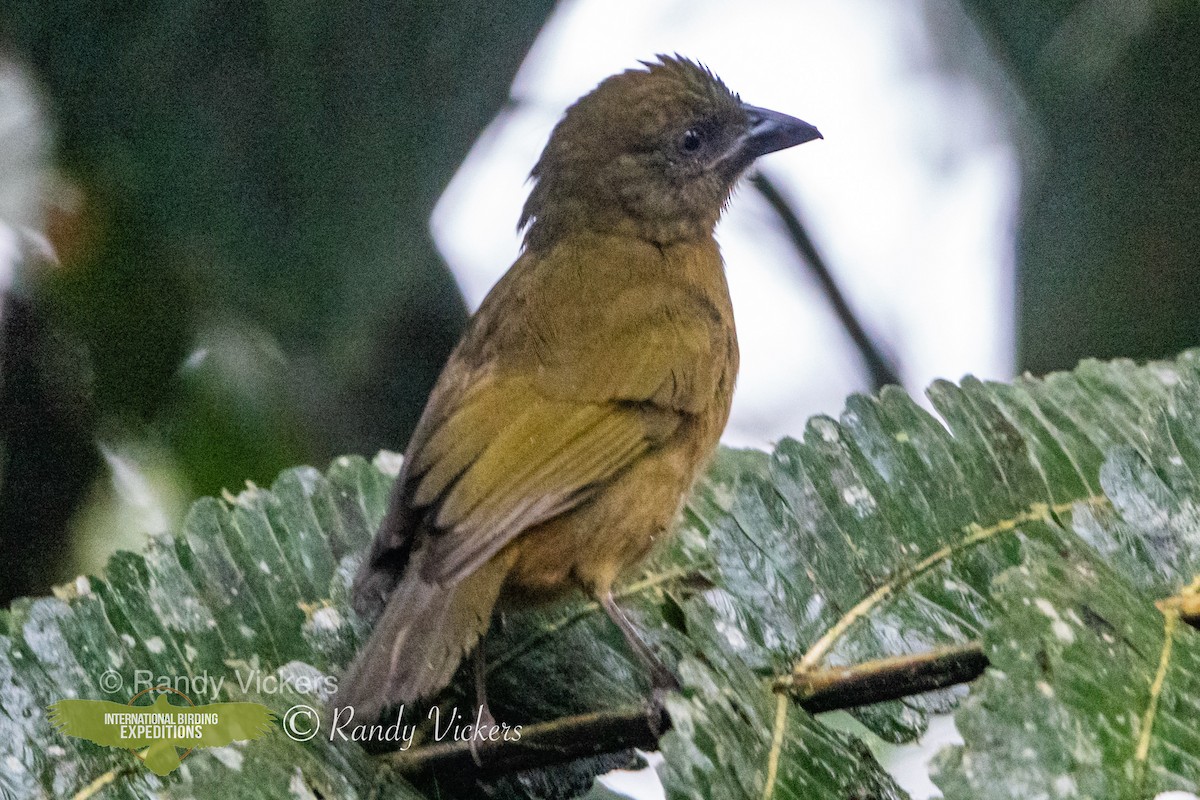 Ochre-breasted Tanager - ML456796611