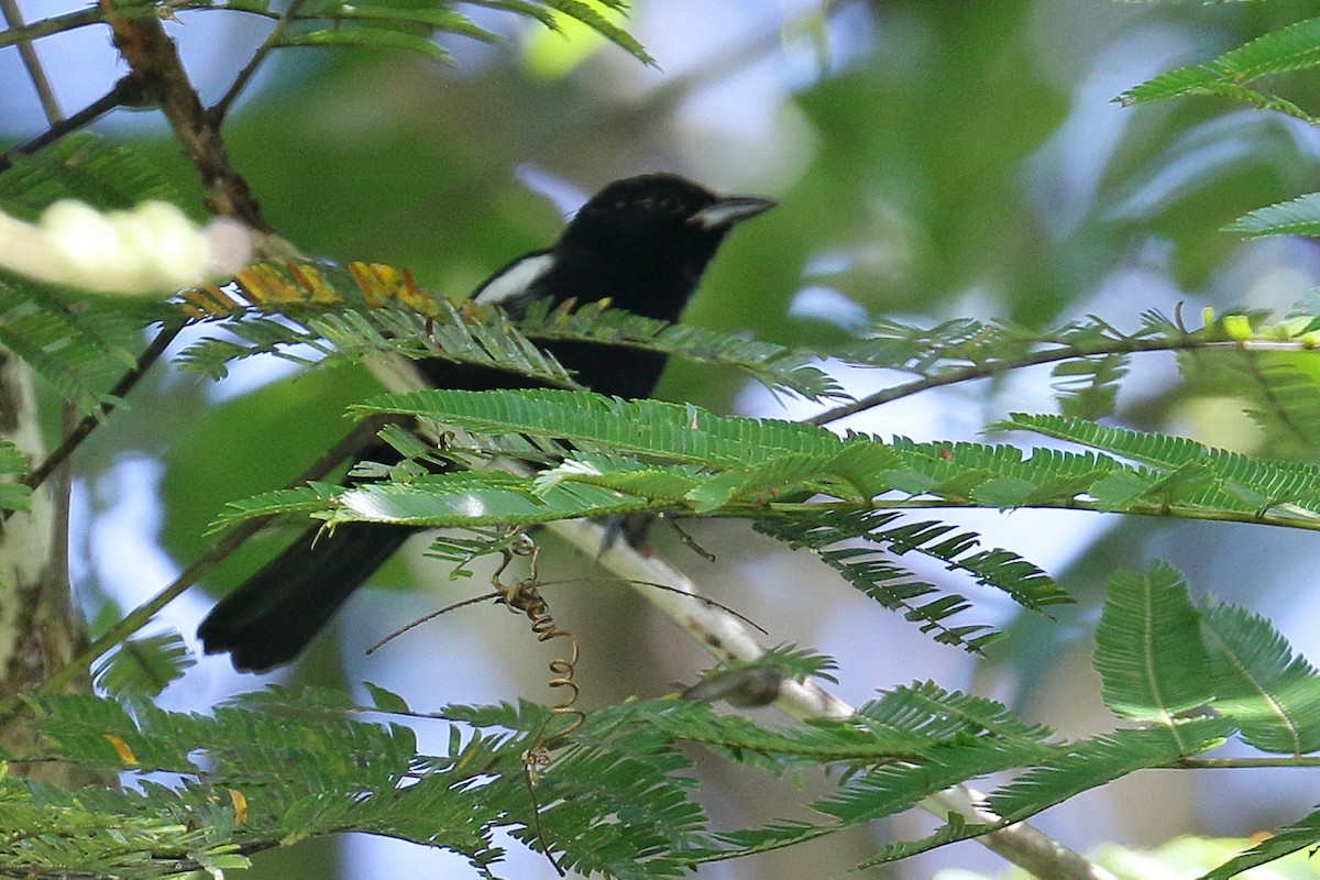 White-shouldered Tanager - ML45680811