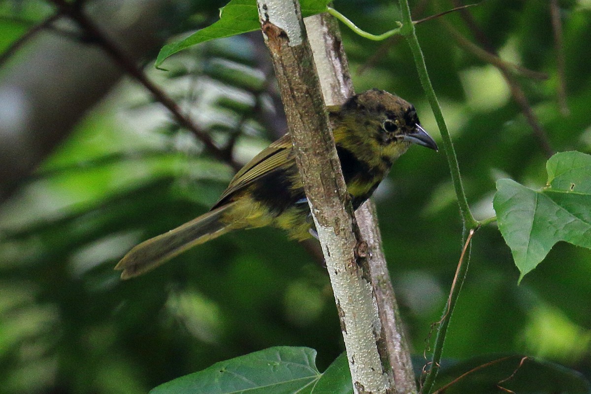 White-shouldered Tanager - ML45680891