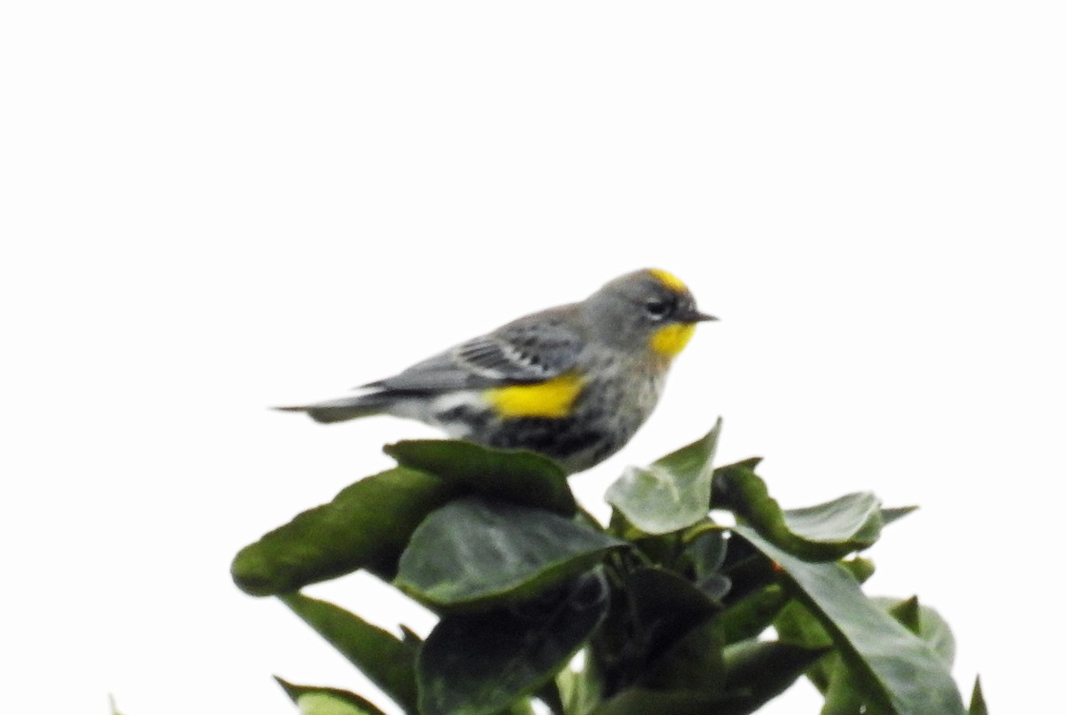 Yellow-rumped Warbler - ML45681081
