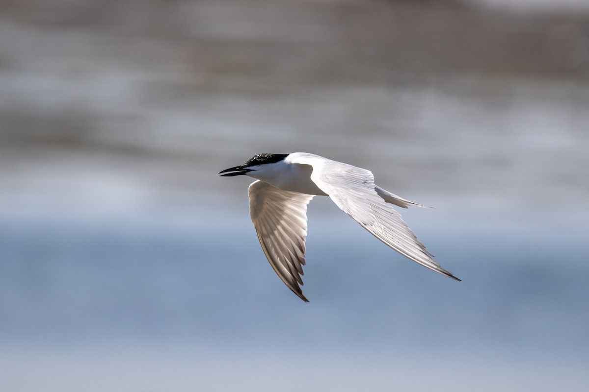 Gull-billed Tern - Andrew Newmark